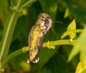 2022 09 12 LongFellowGardens 046